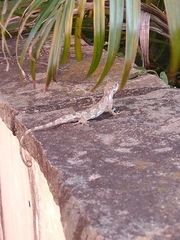 Urostrophus vautieri