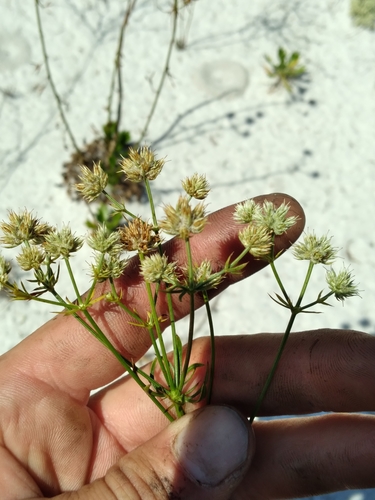 Image of Eryngium cuneifolium by (c) Scott Ward, some rights reserved (CC BY)
