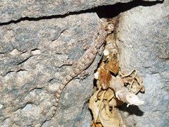 Mediodactylus heterocercus