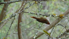 Cranioleuca curtata