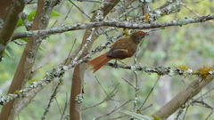 Cranioleuca curtata