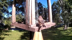 Haemorhous mexicanus