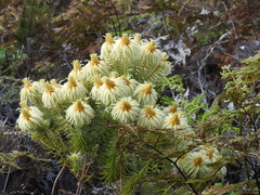 Phylica pubescens
