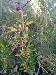 Rhamnus lycioides