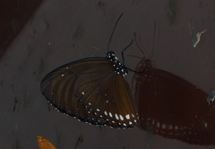 Euploea sylvester