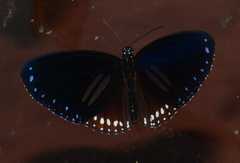 Euploea sylvester