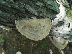 Daedaleopsis confragosa confragosa