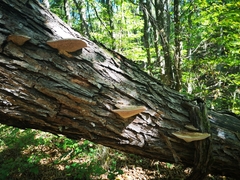 Daedaleopsis confragosa confragosa