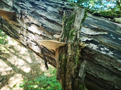 Daedaleopsis confragosa confragosa