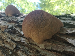 Daedaleopsis confragosa confragosa