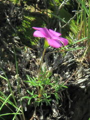 Oxalis bifurca angustiloba