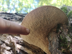 Daedaleopsis confragosa confragosa