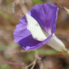 Abaeis mexicana
