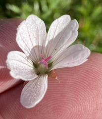 Geranium ornithopodon