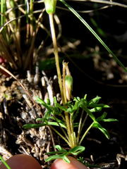 Oxalis bifurca angustiloba