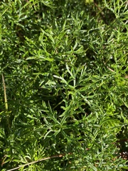 Geranium ornithopodon
