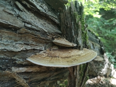 Daedaleopsis confragosa confragosa