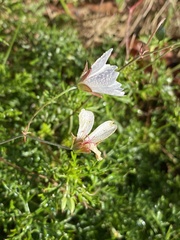 Geranium ornithopodon