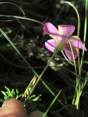 Oxalis bifurca angustiloba