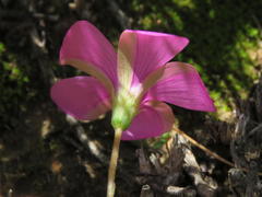 Oxalis bifurca angustiloba