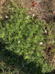 Geranium ornithopodon