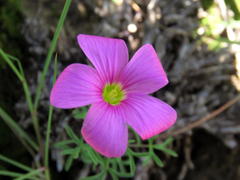 Oxalis bifurca angustiloba
