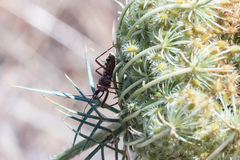 Rhynocoris erythropus