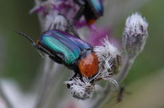 Leucocelis amethystina