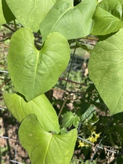 Ipomoea tricolor