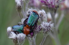 Leucocelis amethystina