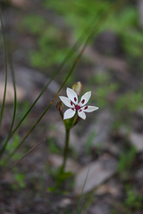 Burchardia multiflora