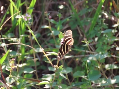 Heliconius charithonia image