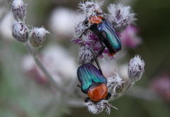 Leucocelis amethystina