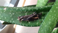 Morphacris fasciata
