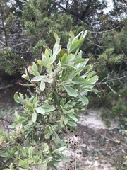 Cistus halimifolius