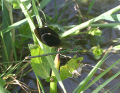 Calopteryx splendens intermedia