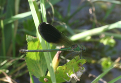 Calopteryx splendens intermedia