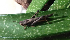 Morphacris fasciata