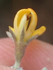 Aspalathus digitifolia