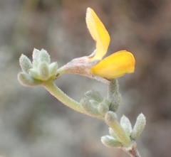 Aspalathus digitifolia