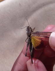 Morphacris fasciata