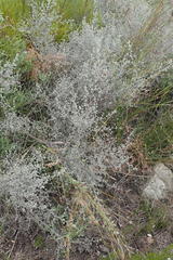 Aspalathus digitifolia