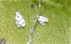 Tetraleurodes mori