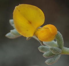 Aspalathus digitifolia