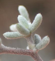 Aspalathus digitifolia