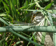 Platycnemis dealbata