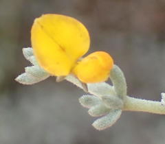 Aspalathus digitifolia