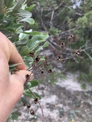 Cistus halimifolius