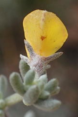 Aspalathus digitifolia