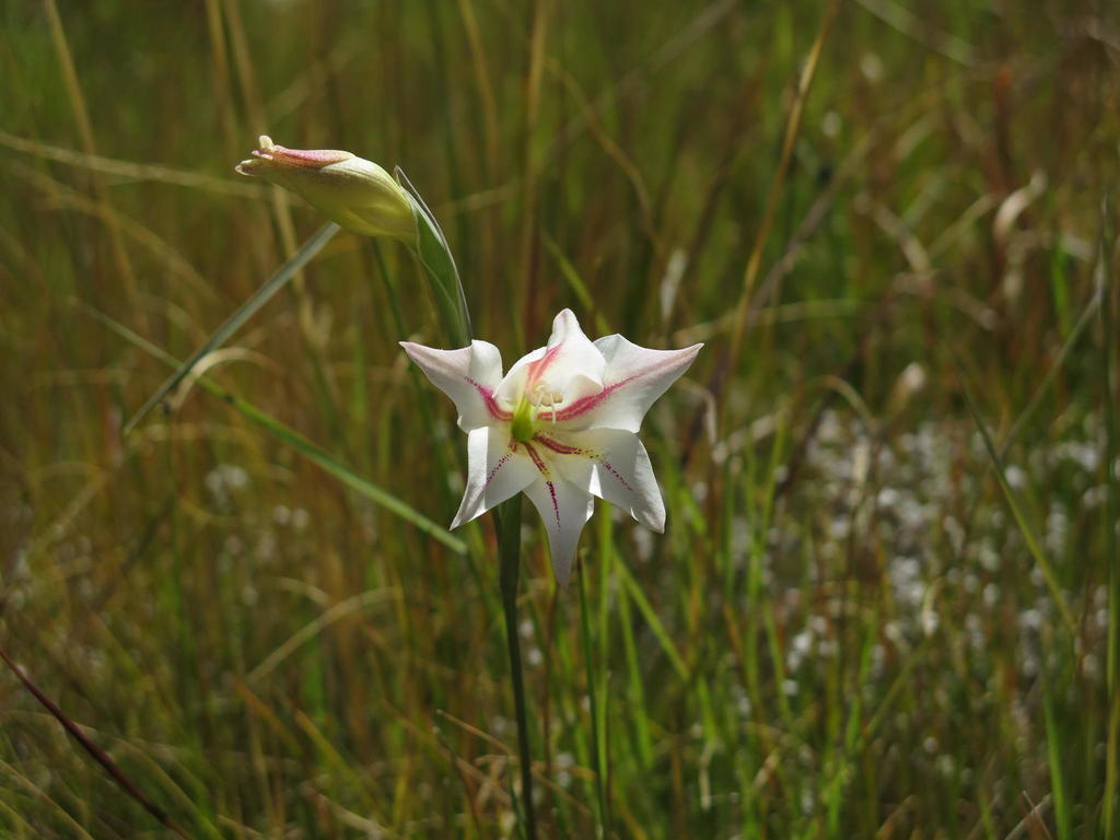 Gladiolus caryophyllaceus × tristis
